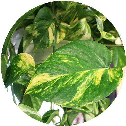 Golden Pothos houseplant with a large green and yellow variegated leaf.